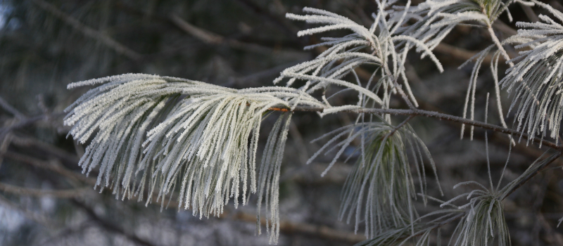 Snow-covered tree