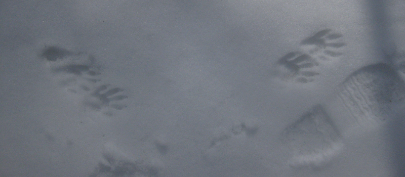 Animal tracks in snow