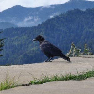 Crow on ledge mountains in background_400x400