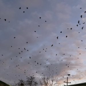 Crows flying through the sky_400x400