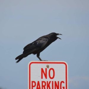 Fish_Crow_AKS_400x400