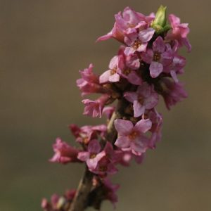 Spring flowers_400x400