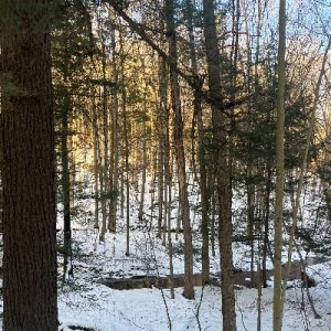 SunlightTrees_WinterHike_400x400