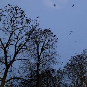 Trees full of crows_400x400
