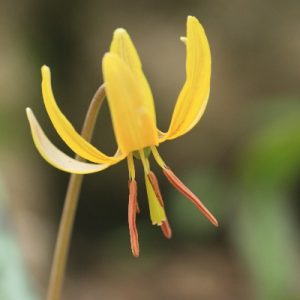 TroutLily_FullBloom_400x400