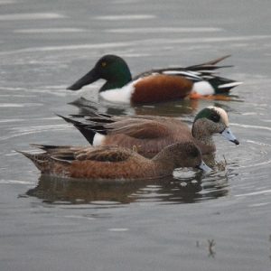 American Wigeon and Northern Shoveler_AKS_400x400