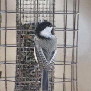 Black-capped Chickadee at feeder_AKS_400x400