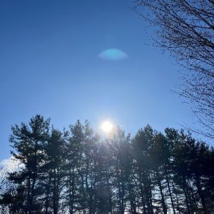 Blue SKy_TreeLine_SunnyDay_400x400