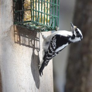 Downy Woodpecker_on suet feeder_AKS_400x400