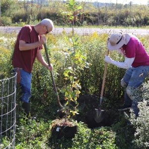 PlantingOakTrees_HGCNY_stewardship_400x400