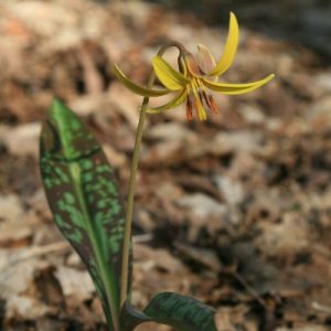 Trout Lily_400x400