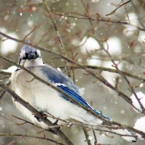 blue jay in snow_on branches_400x400