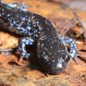 blue spotted salamander4_TM_400x400