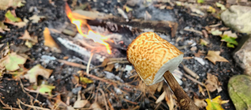 Marshmallow roasting over a campfire