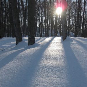 faust tree shadows 3_400x400