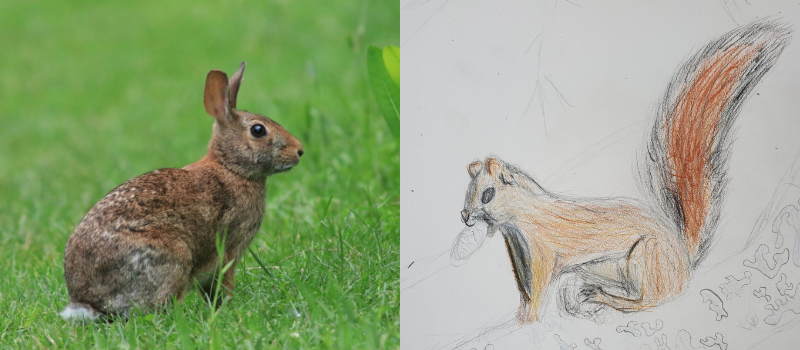 An image of a rabbit and a drawing of a squirrel
