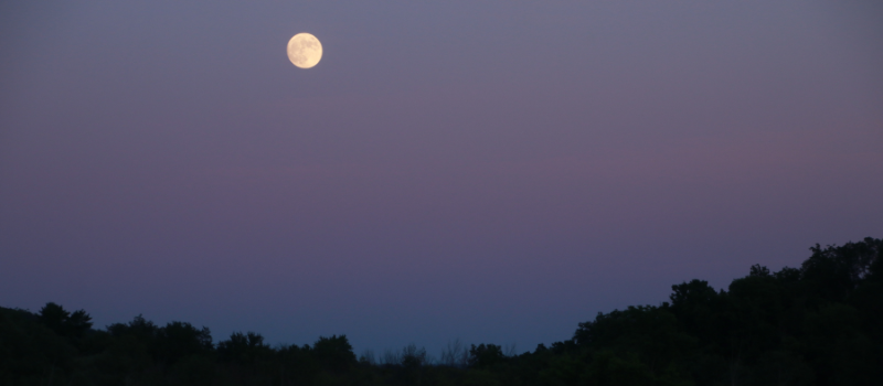 Sunset and moon over trees