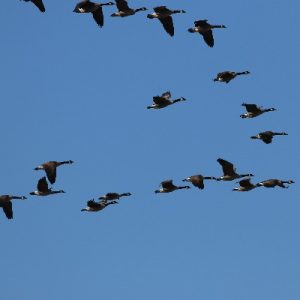 Canada Geese_400x400