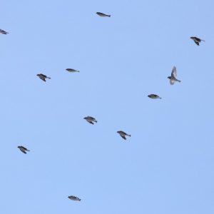 Flock of Birds_400x400