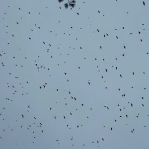 Flock of Flying birds ovehead_400x400