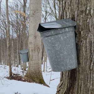 Mapple Tapping_Spiles_MetalBuckets_400x400