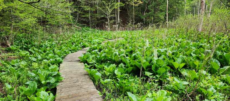 Skunk cabbage growing near trail
