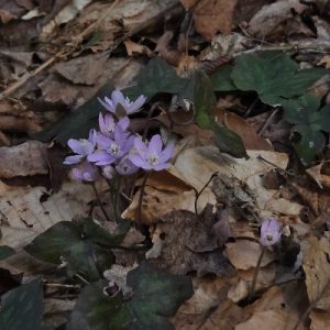 EmergingHepatica_SpringBreakCamp_2026_400x400