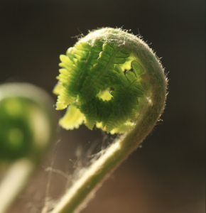 Fern unfurling