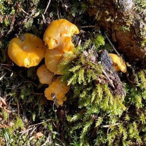 Fungi and Moss by Jade Zollo_400x400
