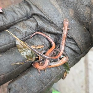 Salamanders in hand_great log rolloff_2026_400x400