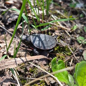Baby painted turtle_400x400