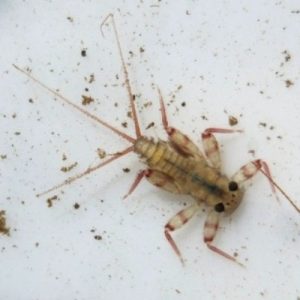 Creatures of the Deep_Mayfly_400x400