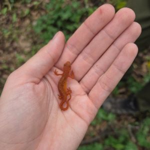 Eastern Newt in Hand_spring_400x400