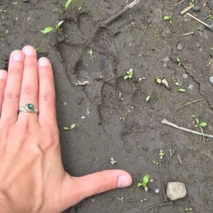 Prints in the mud with hand for scale_TriviaID_400x400