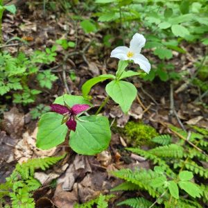 Red&White Trillium_400x400