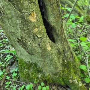 What left this treerub behind trivia question_400x400