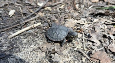 turtle in the wild