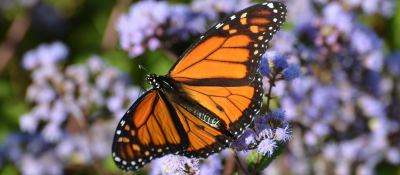 Monarch butterfly in front of flowers