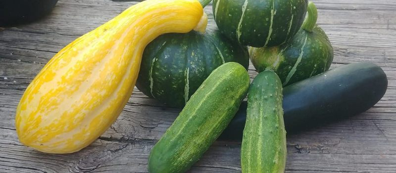 Fresh vegetables