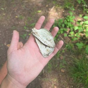 Scapula Bone Discovery at Camp_400x400