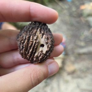 Walnut discovery_summer nature day camp_400x400