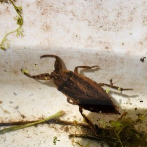 Giant Water Bug1_AKS_400x400