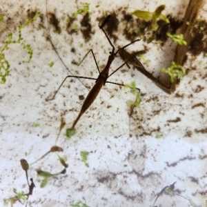 Water Scorpion_Pond Creature_400x400