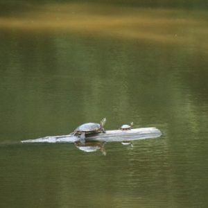 turtles on log_pond_400x400