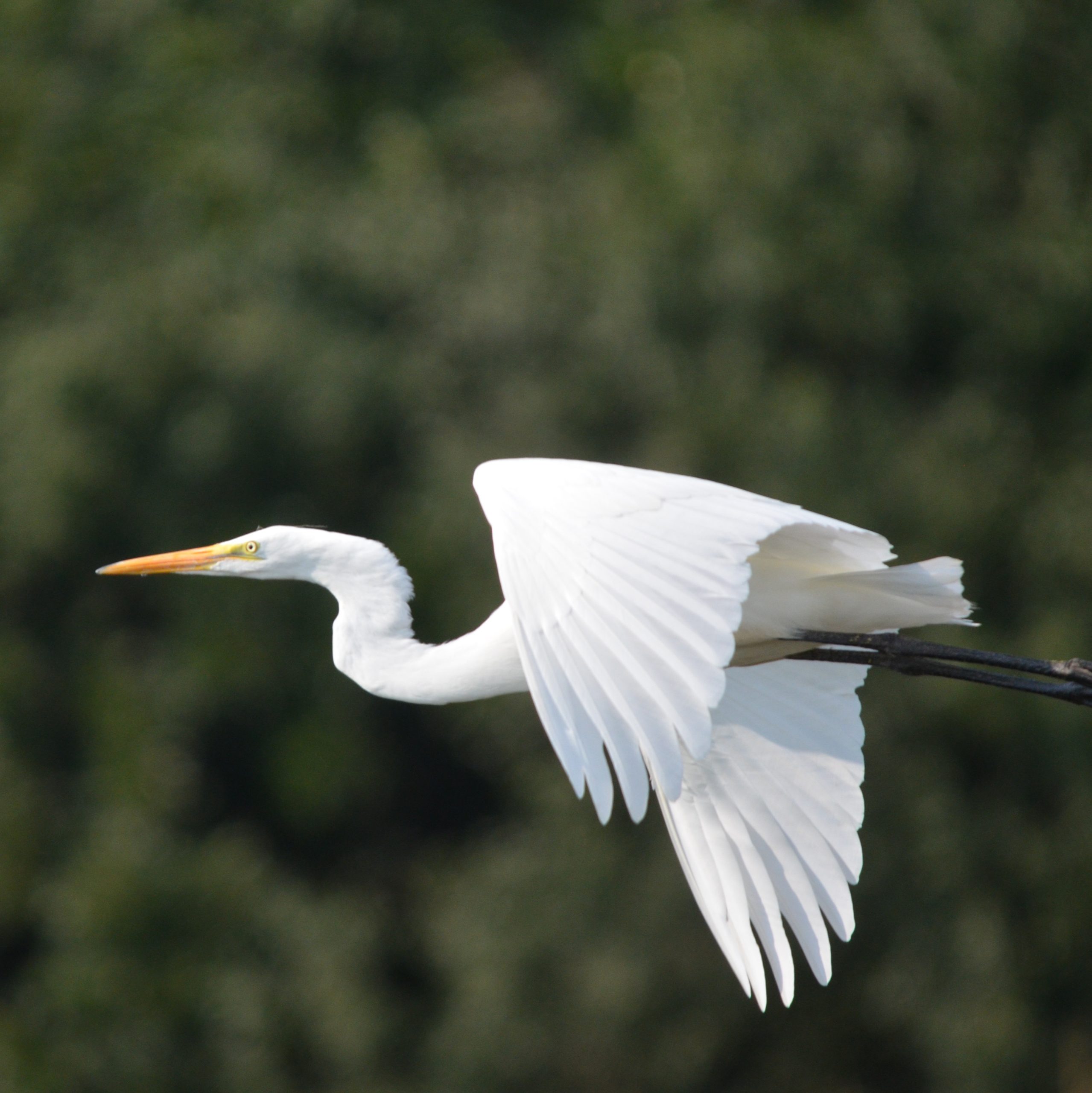 Egret in Flight_400x400