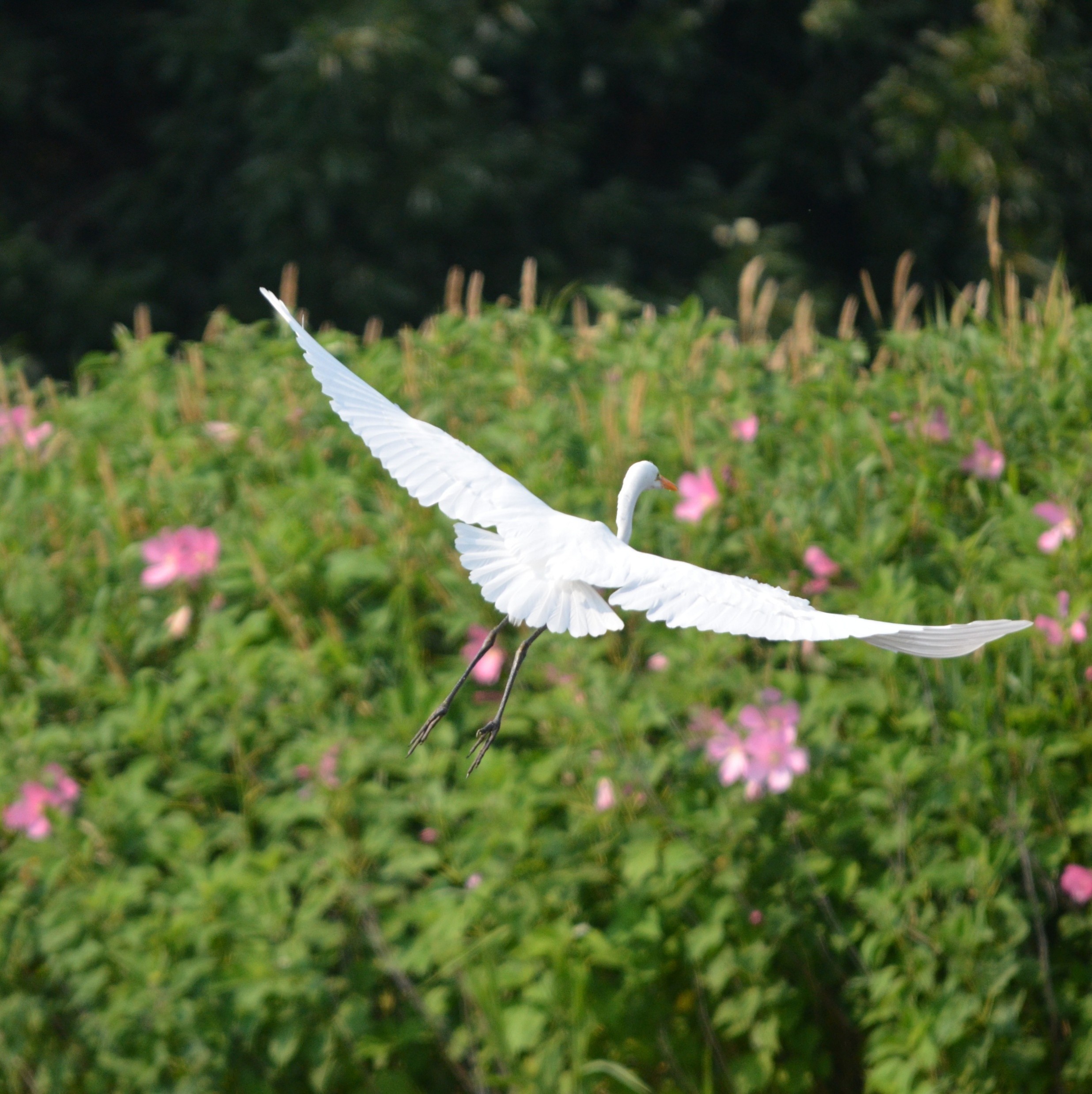 Egret preparing to land against pink flowers_400x400_red