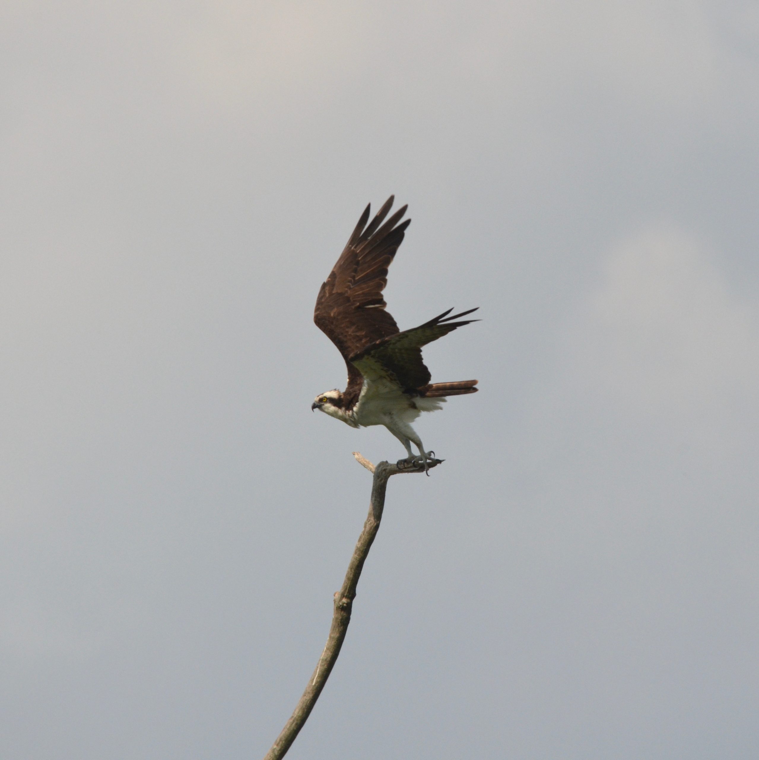 Osprey wings extended on perch_400x400