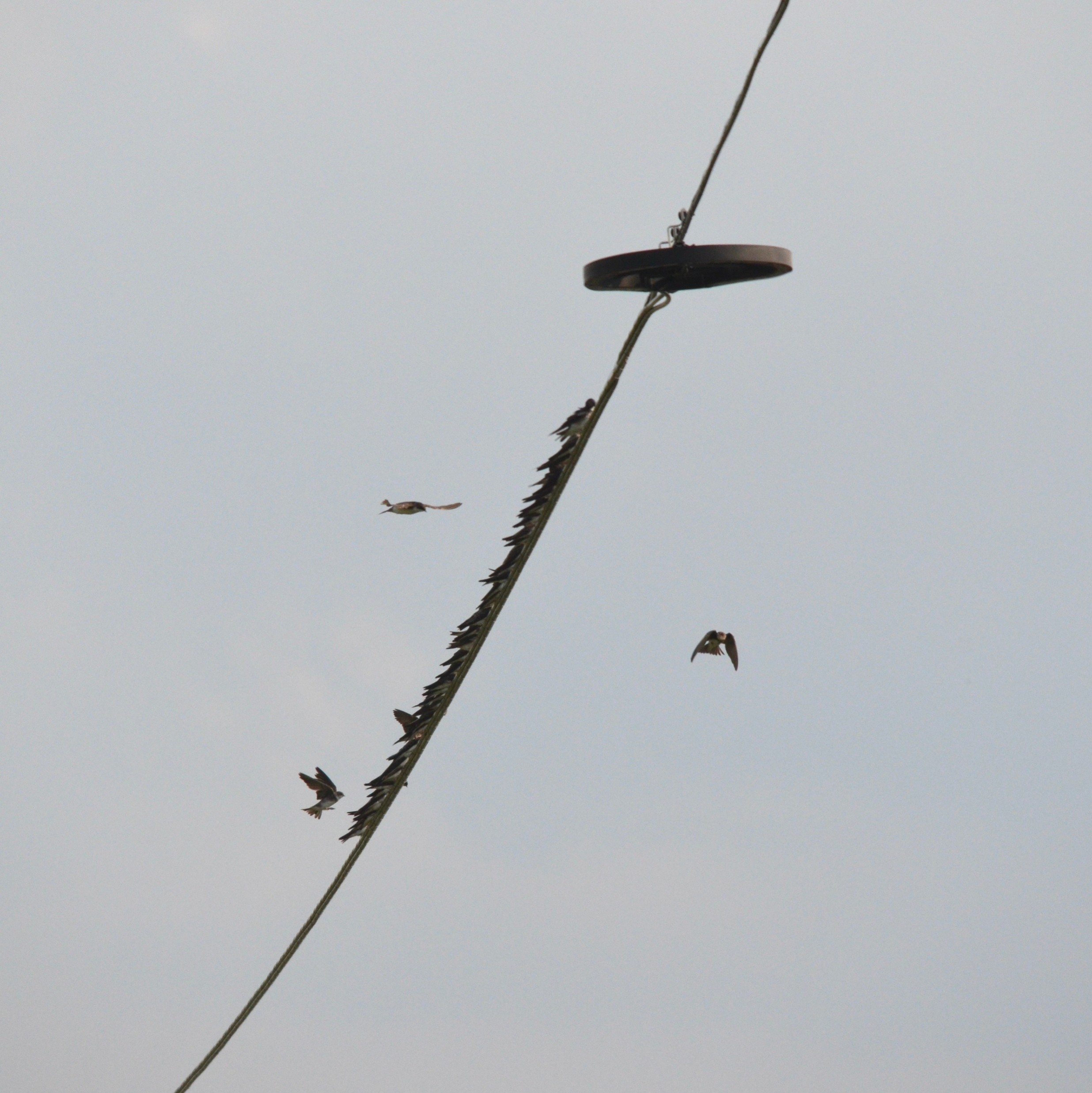 Swallows gather on wire_400x400_red
